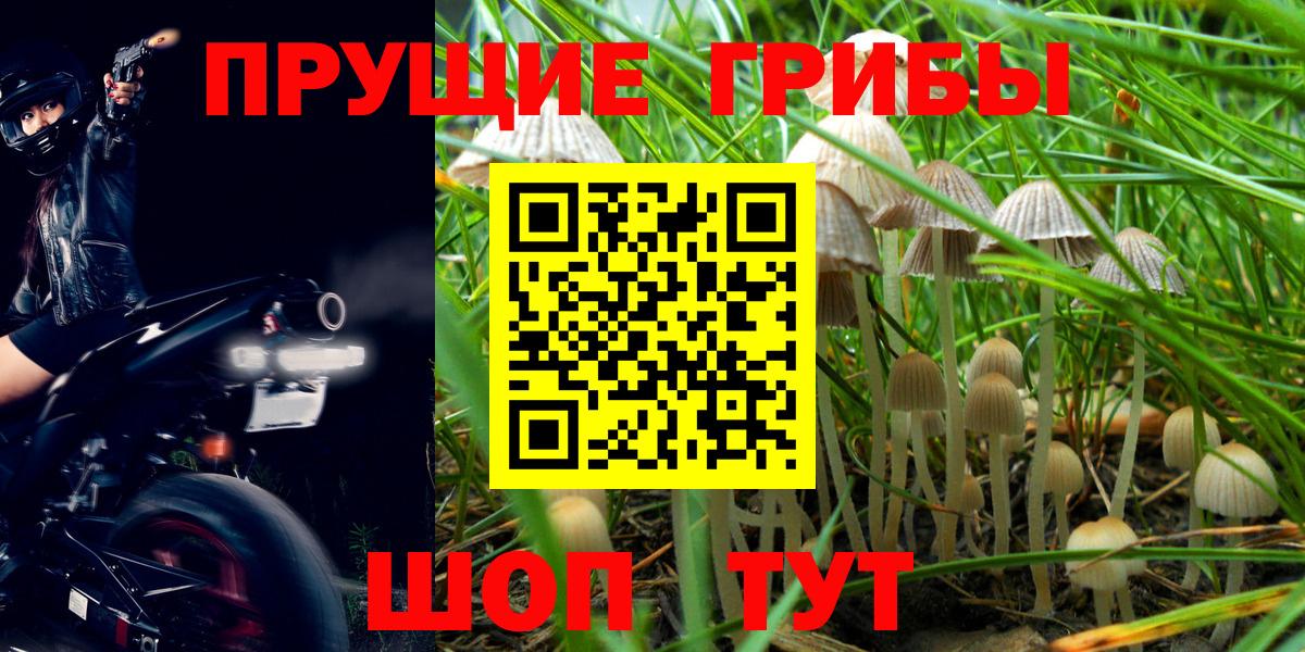 Галлюциногенные грибы Cubensis Димитровград