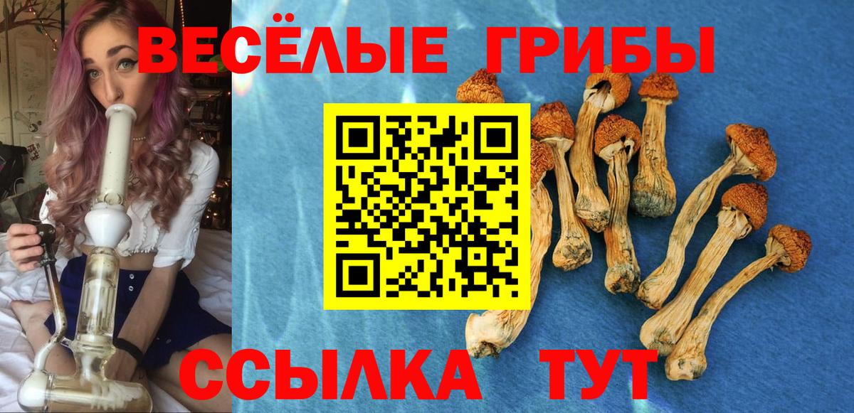 Димитровград  Псилоцибиновые грибы Cubensis  Вход с VPN 